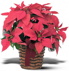 Poinsetta Basket 