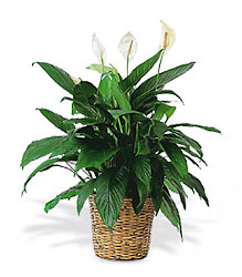  Spathiphyllum Plant 