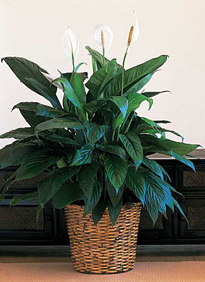  Spathiphyllum Plant