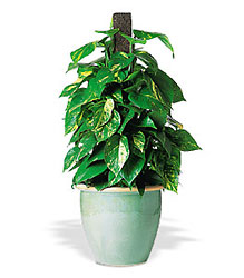 Vertical Pothos on Pole 