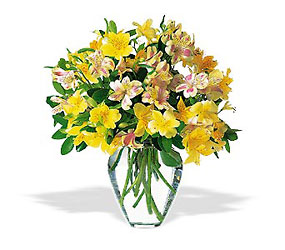 Sparkling Alstroemeria